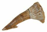Fossil Sawfish (Onchopristis) Rostral Barb - Morocco #219876-1